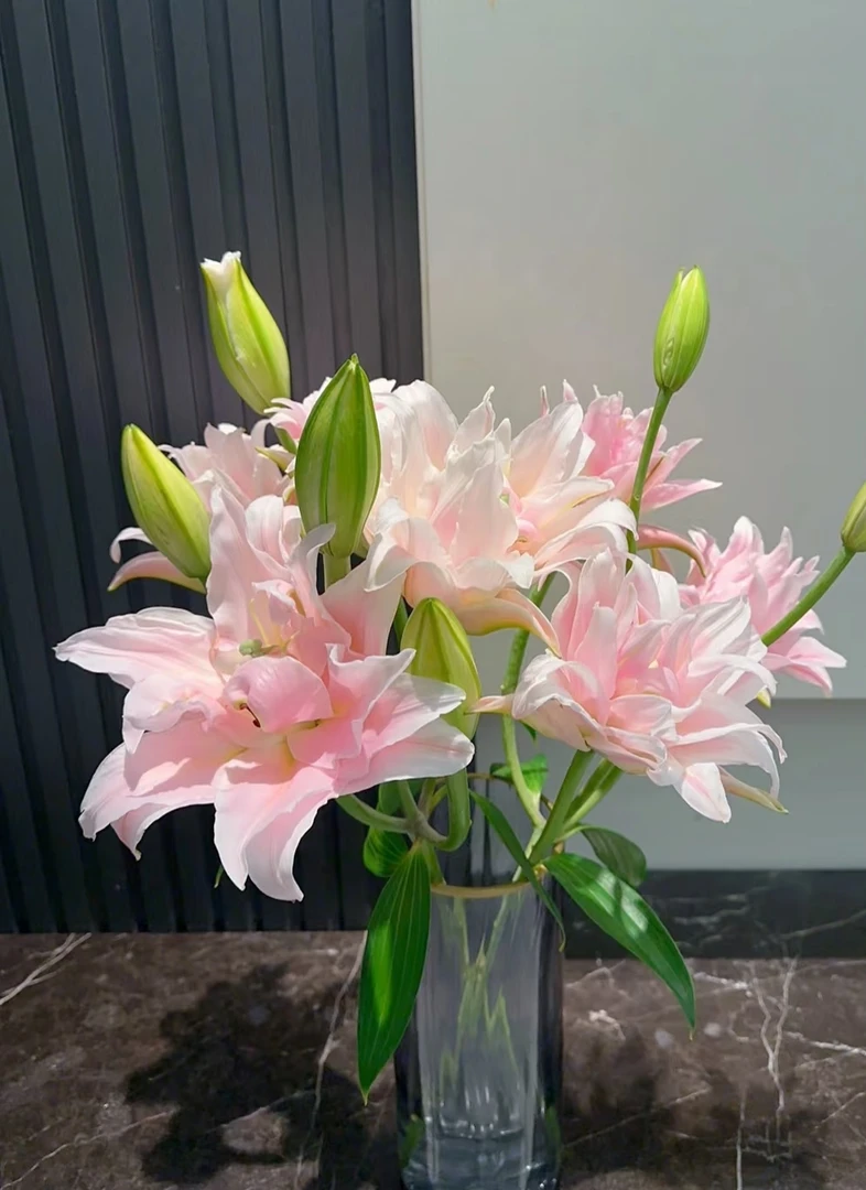 次日达女神重瓣百合鲜切花云南鲜切花家庭水养插花