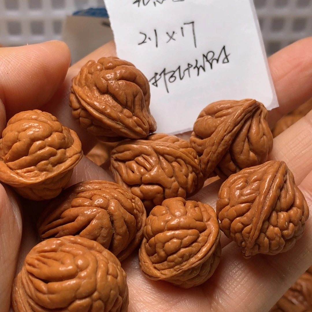野生龙纹桃核霸王龙