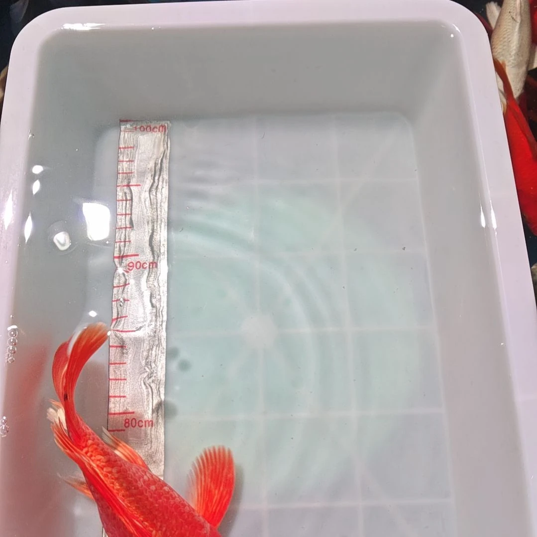 中国大陆冷水观赏鱼蝴蝶鲤