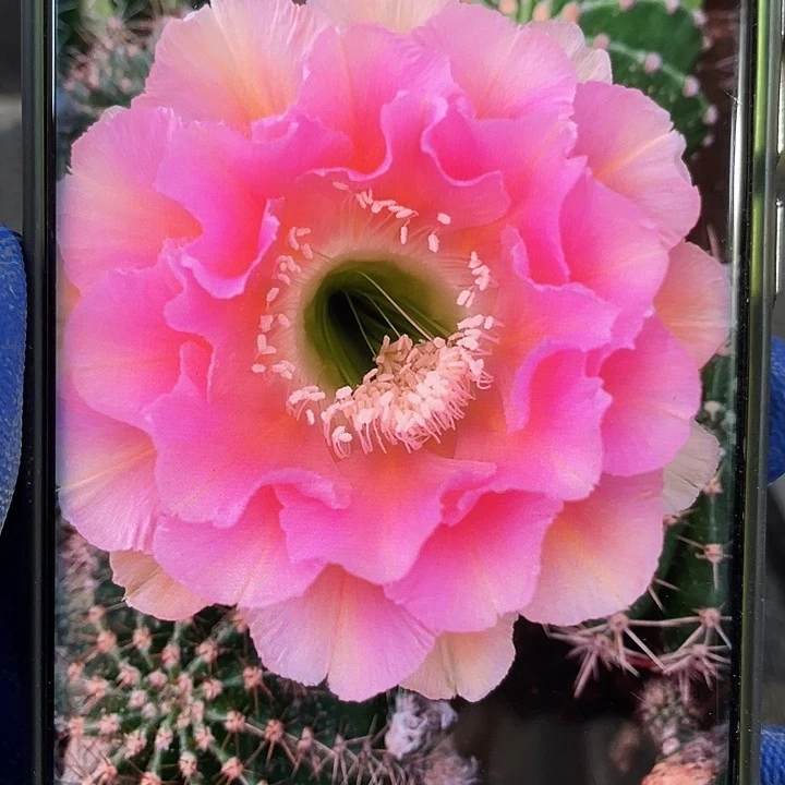 小神仙侧芽3-4公分满18包邮
