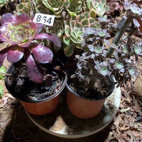 不***你864三颗法师多肉植物