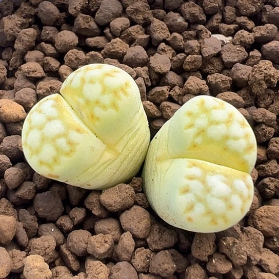 072.c205变异单头1.4