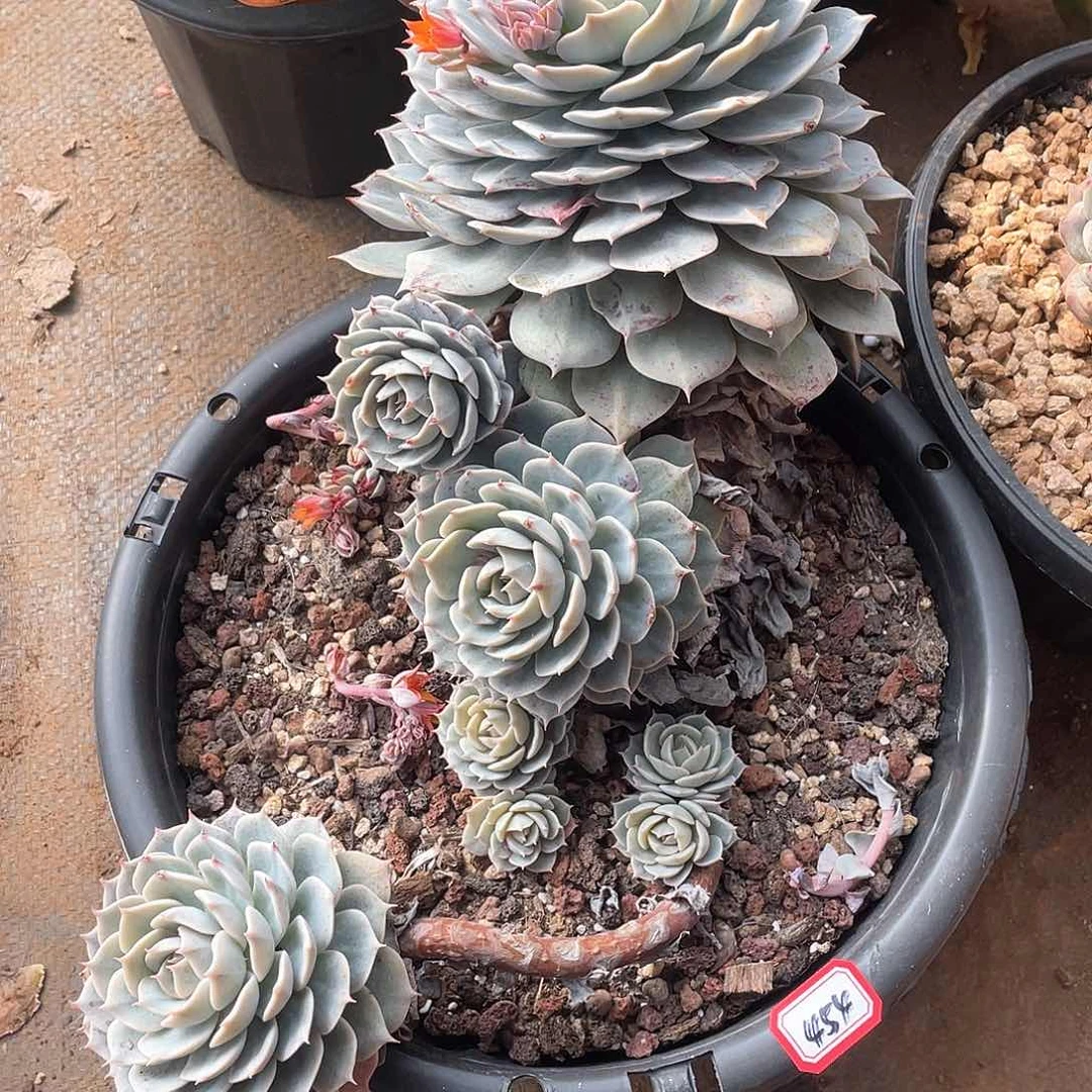 454雪域 一物一拍多肉