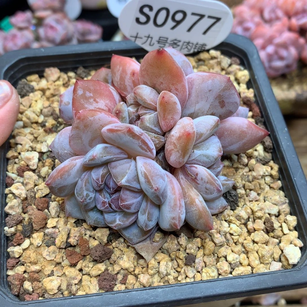 S0977 星影老桩 福利6头