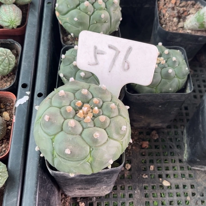 无花朵啊***膏576皮实好养