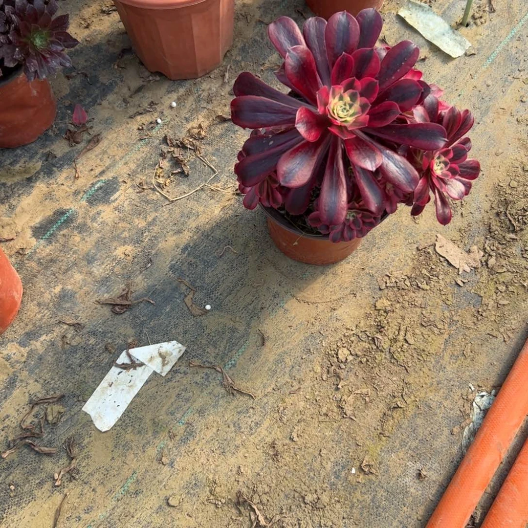 安**妈美杜莎多肉一物一拍空白