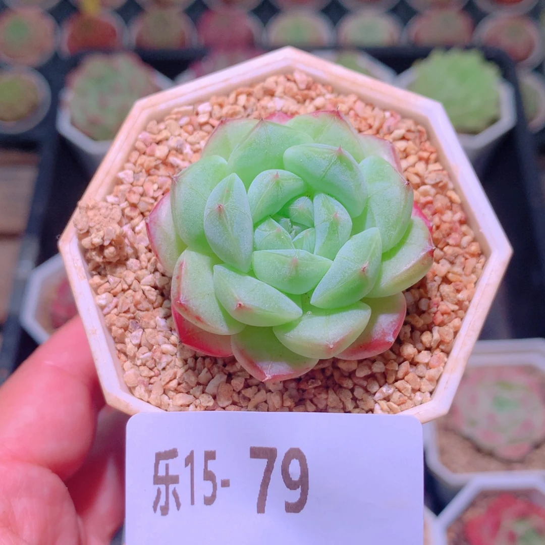 乐然15-79 新品单头