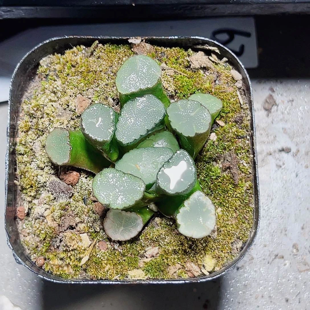 天照万象多肉植物6666