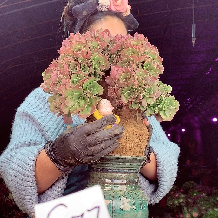 柒柒精品多肉脱土发货不包断侧枝S77