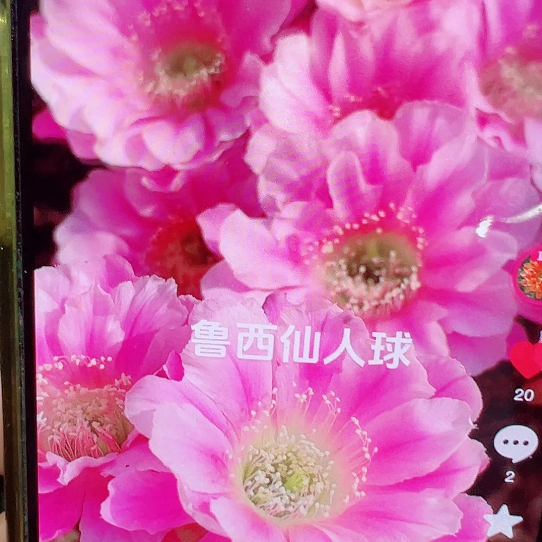 丽花 夕恋 侧芽 满20包邮