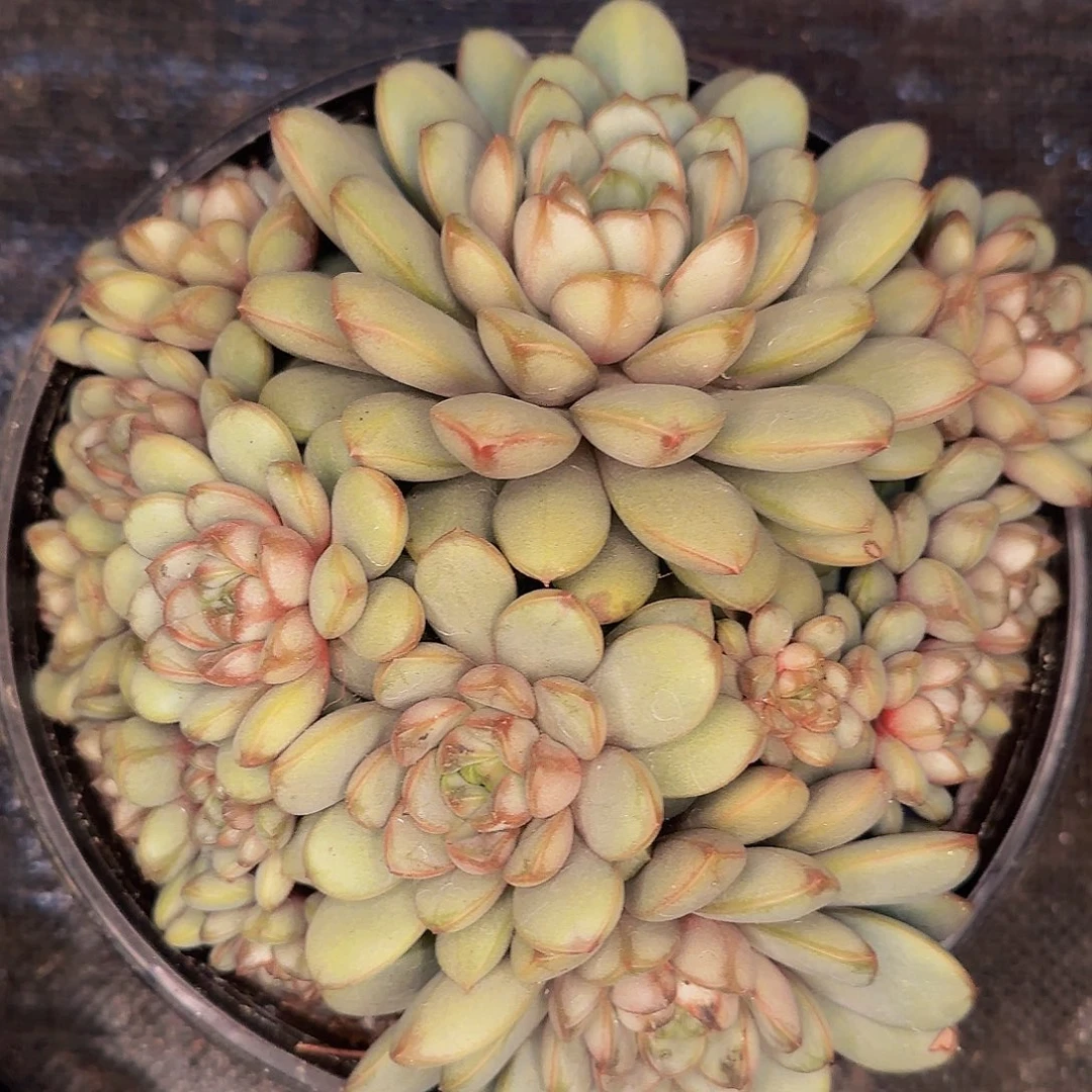 双*哦哦哦哦哦哦哦哦哦哦哦