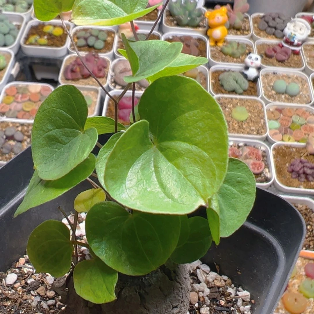 189多肉植物百科知识