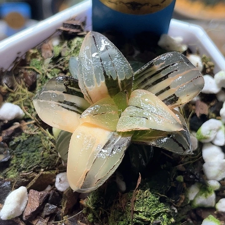 663红纹寿锦特选福利