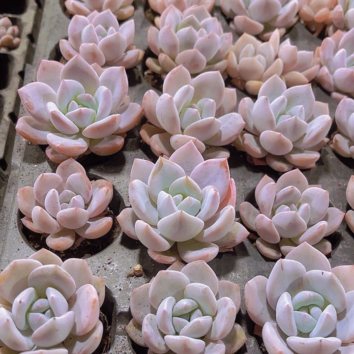 精品奶盖多肉植物