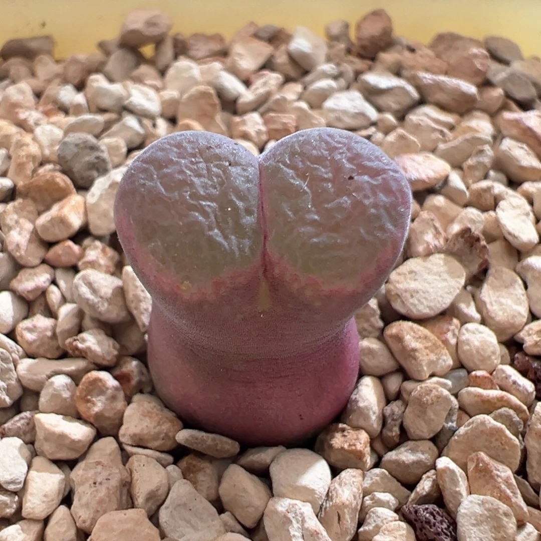 10。1797.93特粉 斑马风铃