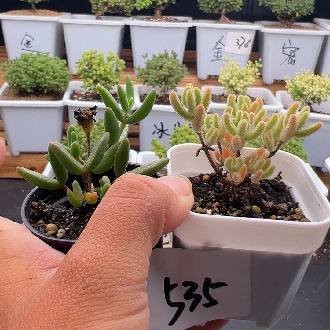535号2颗6.2多肉