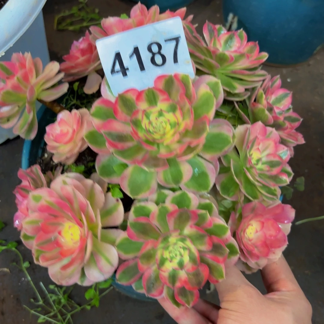 4187多肉植物倾城特价