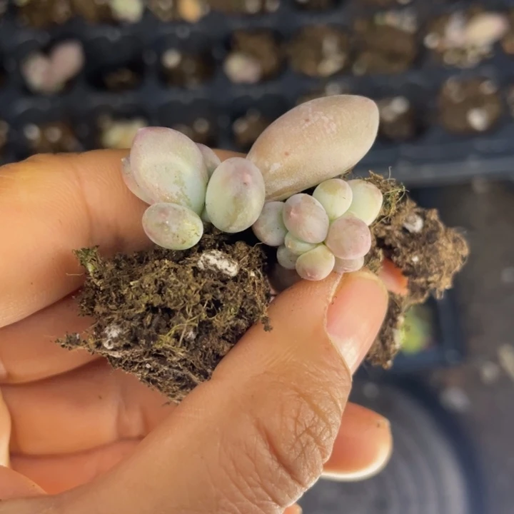 樱花奶发2颗满18包邮