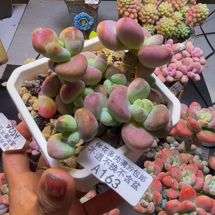 红洛神263:8cm多肉