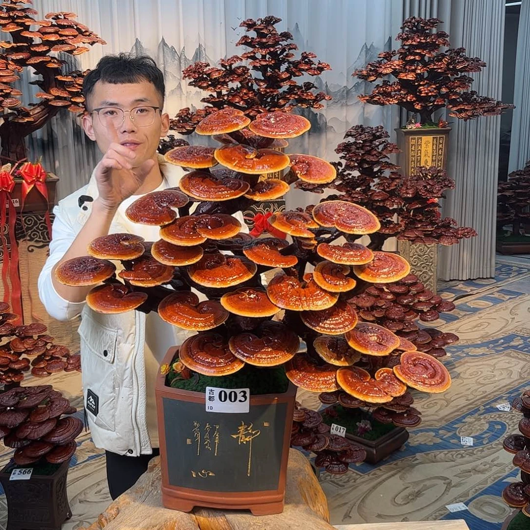 无花朵88888888888