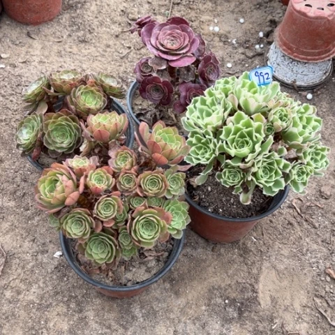 992多肉植物组合，