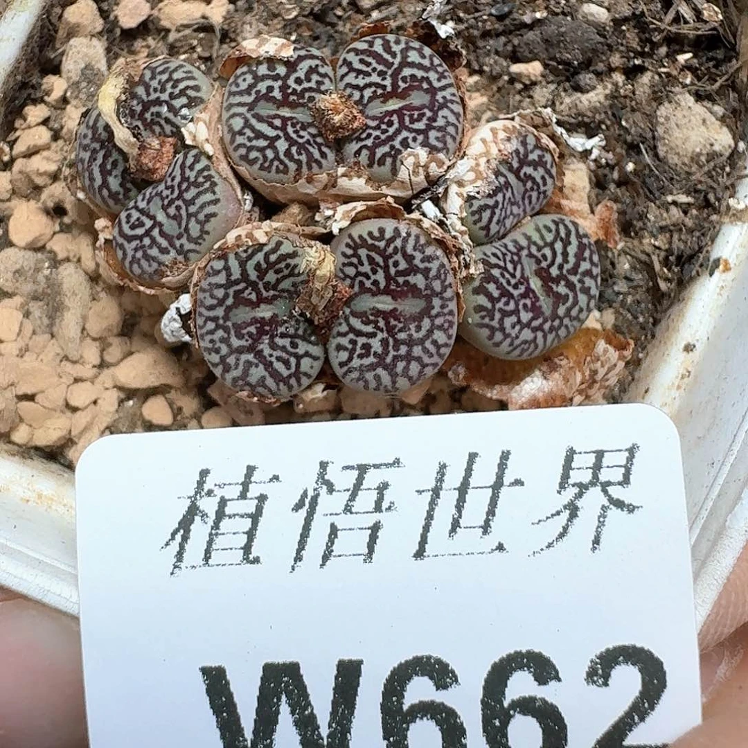 多肉植物的润泽额v v