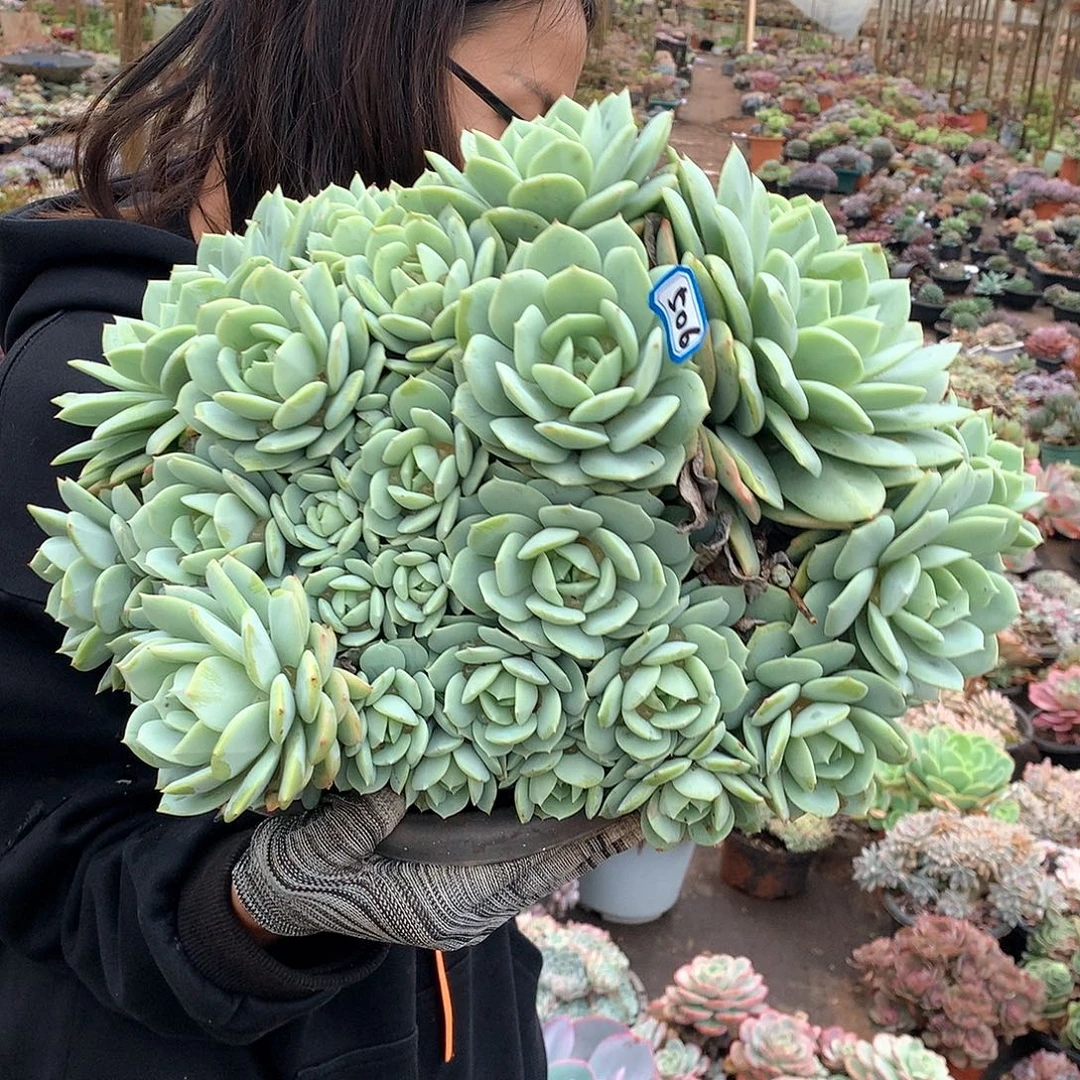 506恋曲 一物一拍多肉