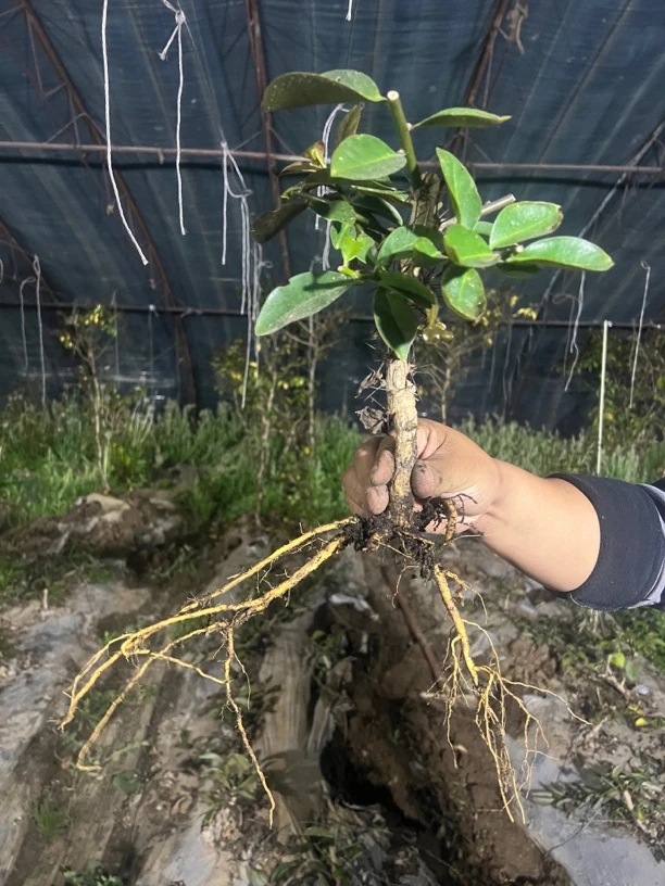 老桩叶仙现挖10-15公分高1厘米粗左右一颗包邮