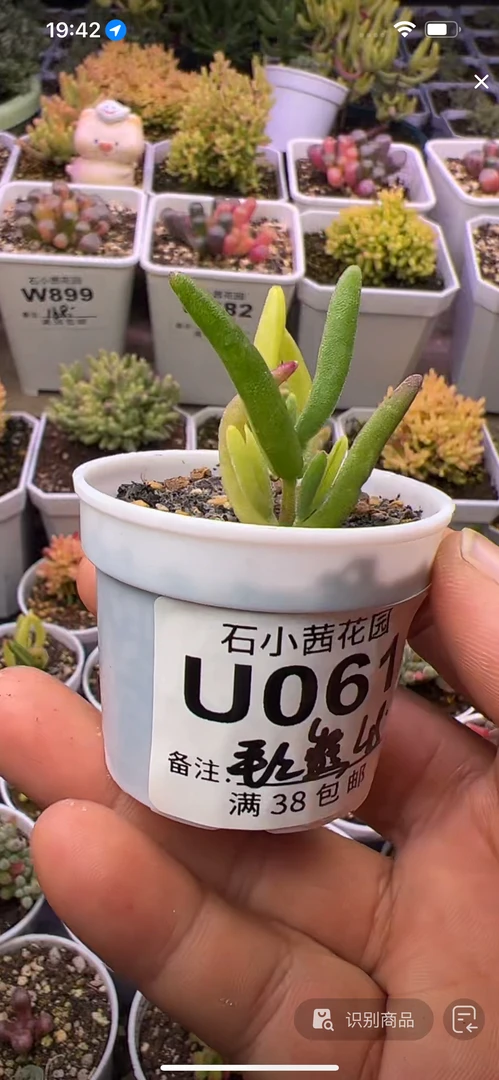 毛毛熊-香蕉锦-多肉植物枝干番杏