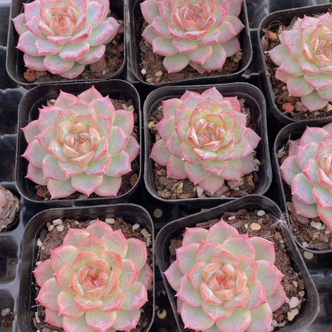 458号 玫瑰花精品糖心玫瑰仙子单头一个