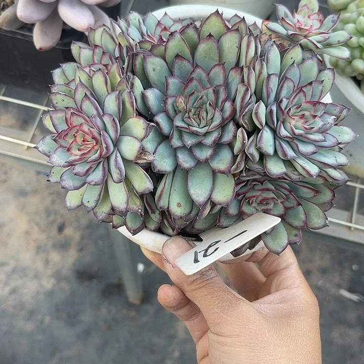 两单包邮，一物一拍，21肉酱玫瑰