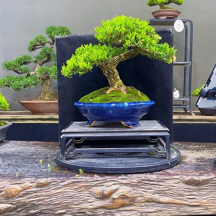 无花朵黄杨盆景四季常青