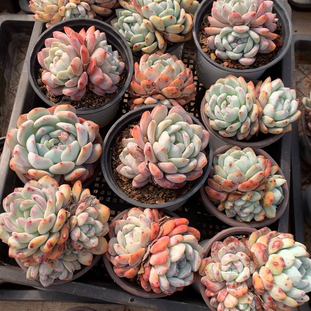 …*00000000000000。