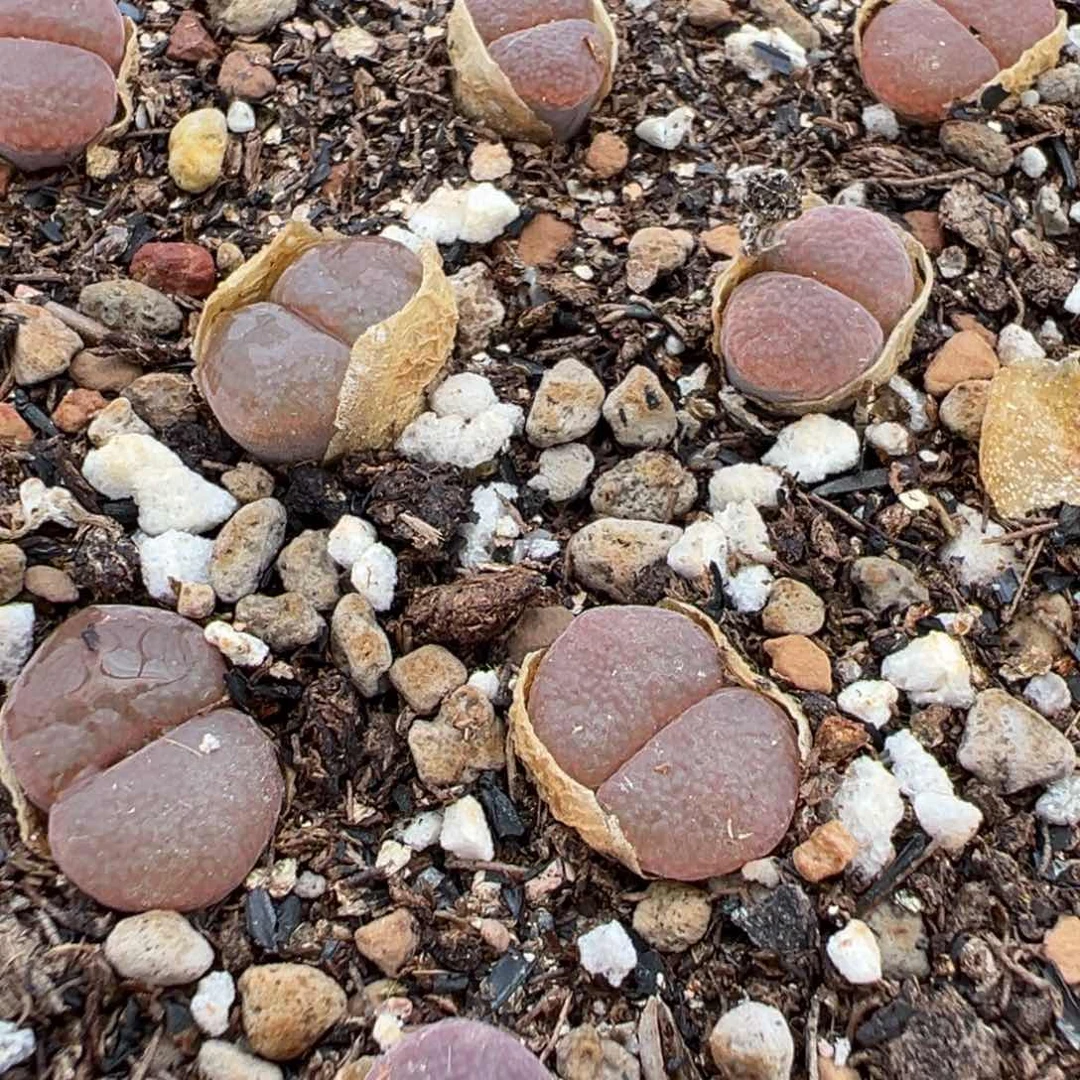 量拍大白花c10风铃一颗。多肉