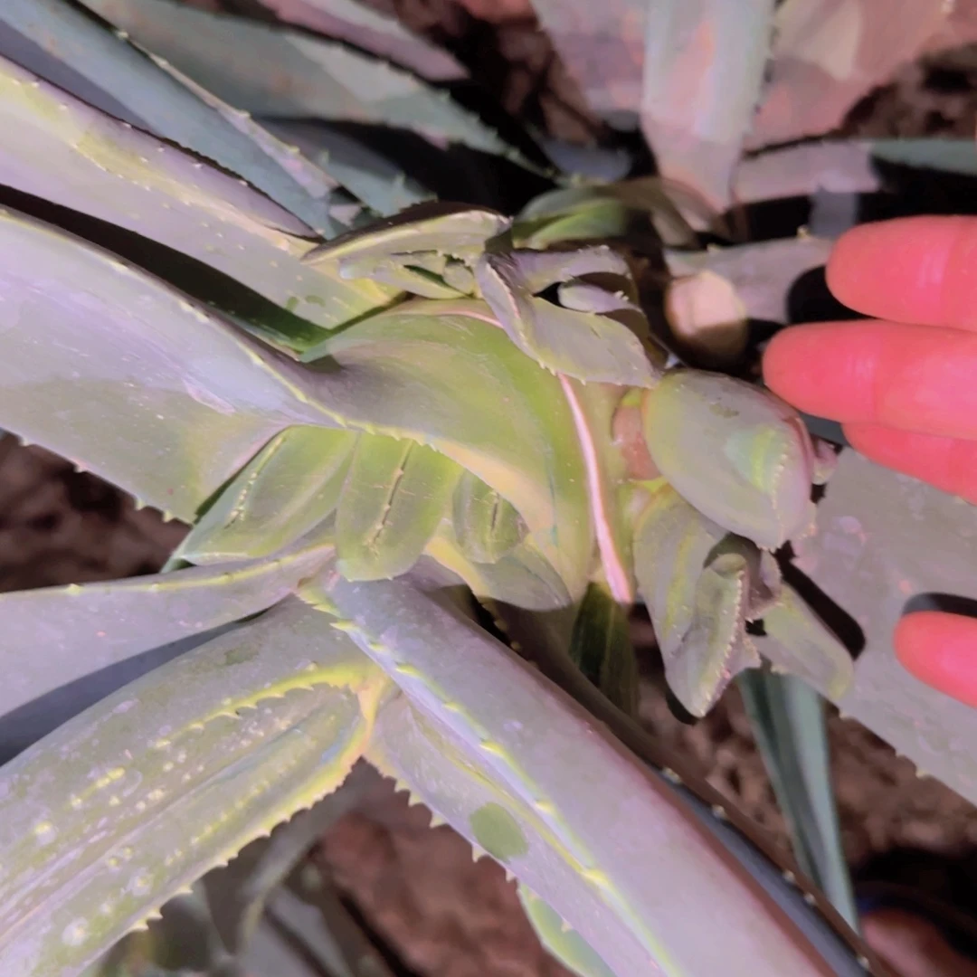 泽*+块根植物块根植物块根