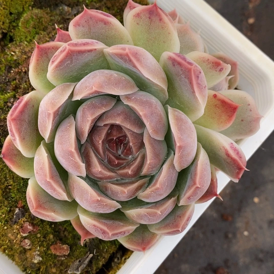 7735杂交多肉老桩