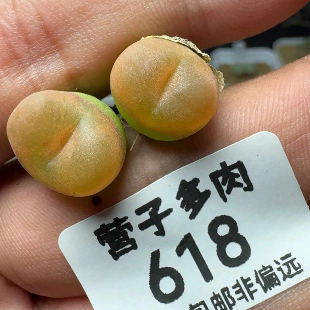 水蜜桃1430.5两颗