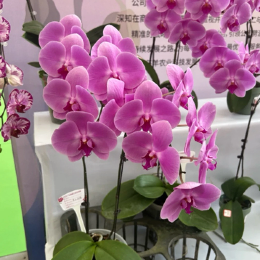 【谨硕兰艺】龔氏香氛玫瑰香水玫瑰蝴蝶兰3.5寸倍苗，根系一般