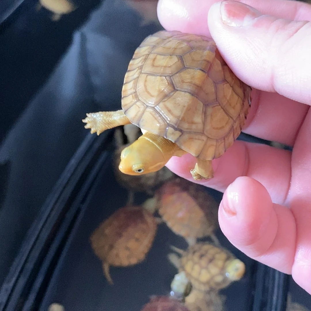 【闪购商品】花**冉随单