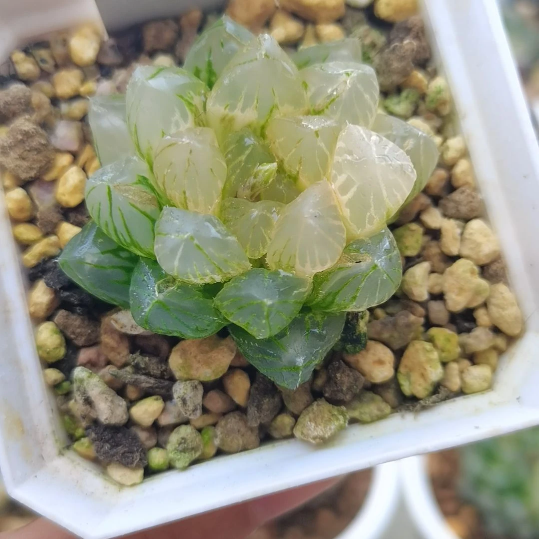 0号 OM玉露锦一物一拍带盆土发货