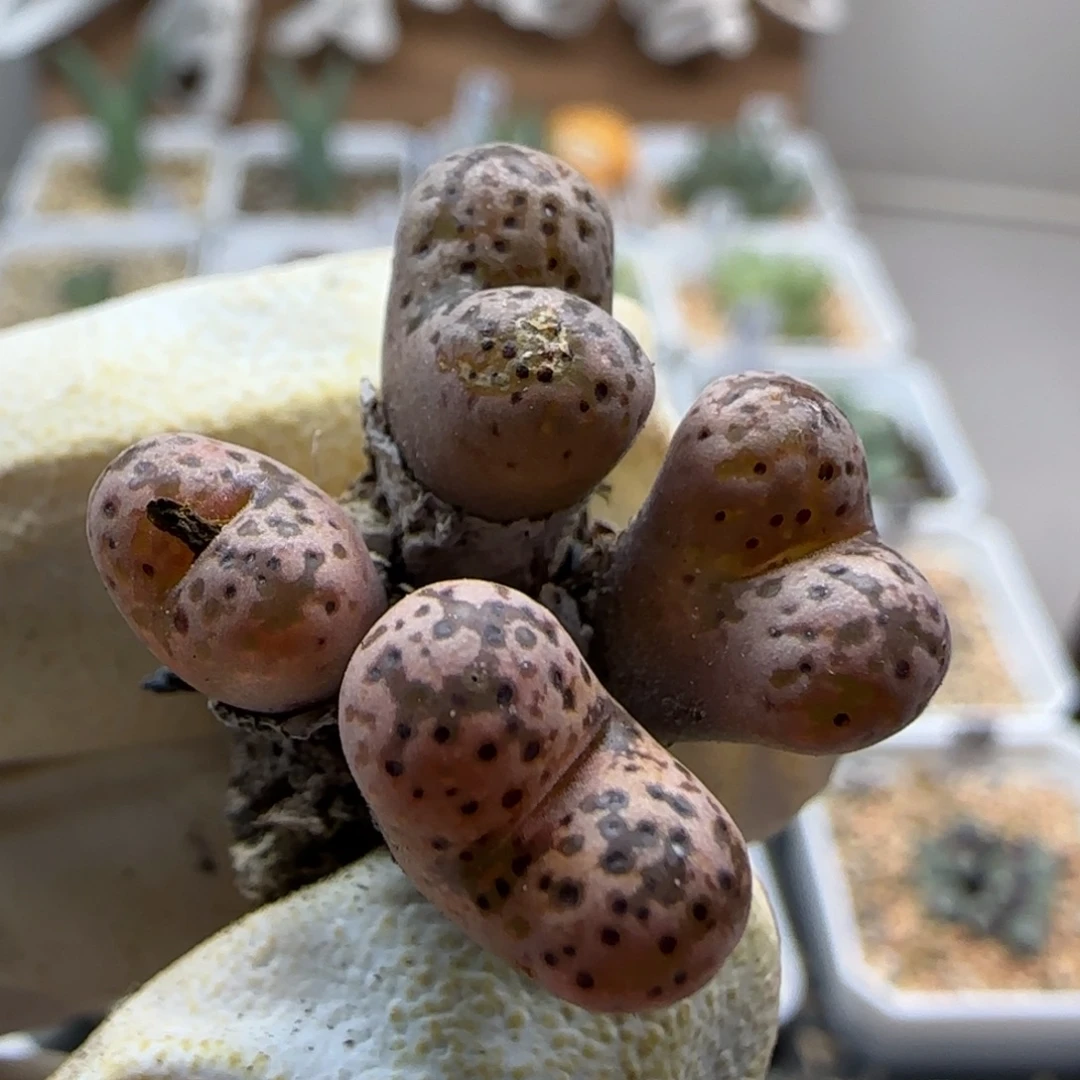 10-16-136当天满38包邮豹点鸟脱土