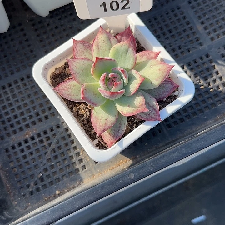 用***秀102 惊鸿仙子多肉植物