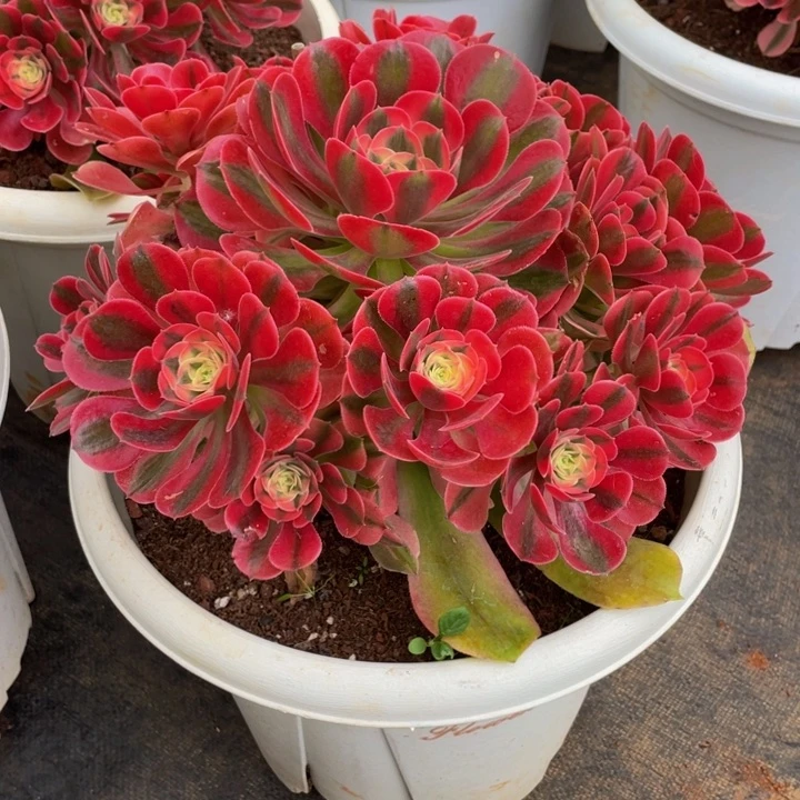 三代香妃脱土（冠幅32）