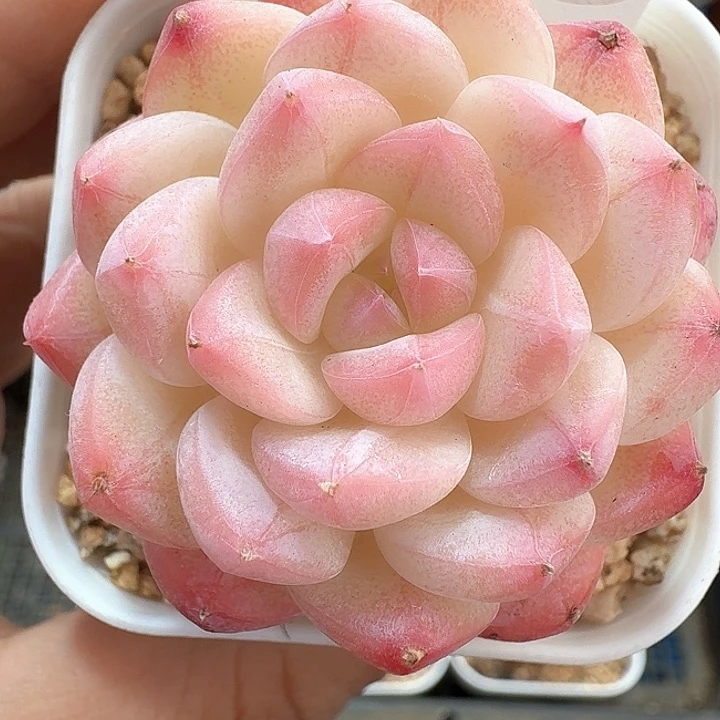 樱花多肉植物72号