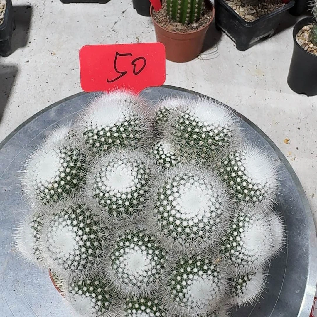 50号多头白小丁脱土发（开黄花）
