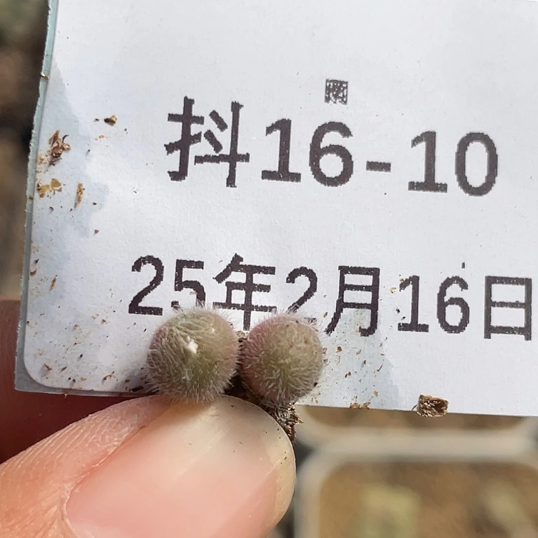 16-10毛球多肉植物