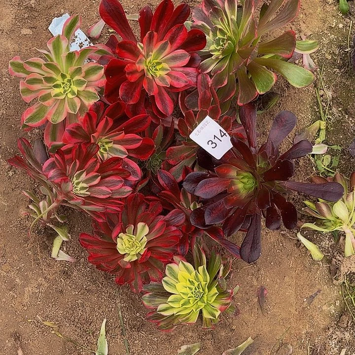 法师锦多肉组合品种重复314