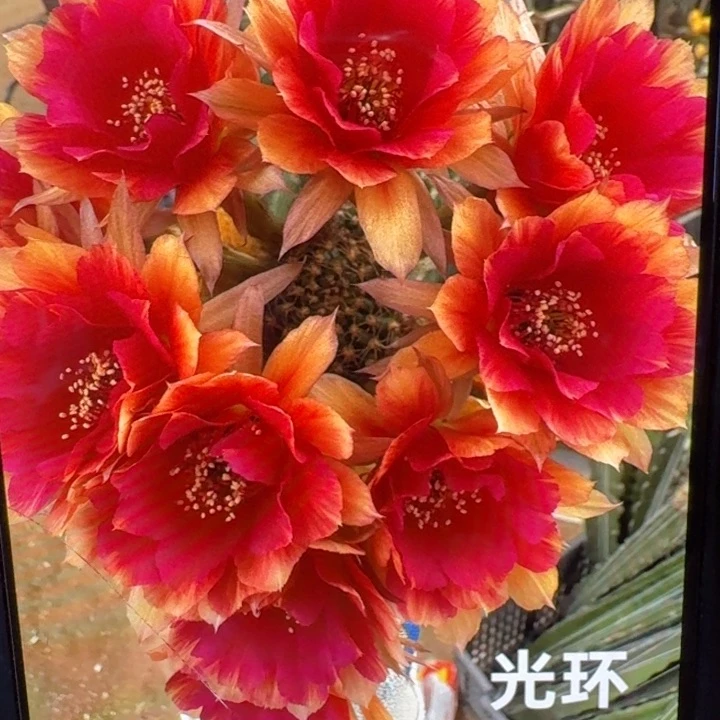 36丽花光环歪3公分左右无根侧牙,20包邮