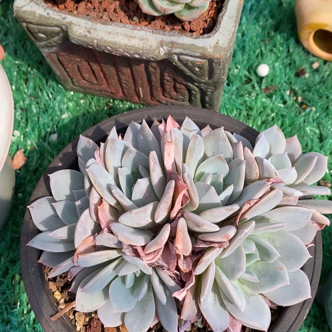 白茶多肉植物盆栽