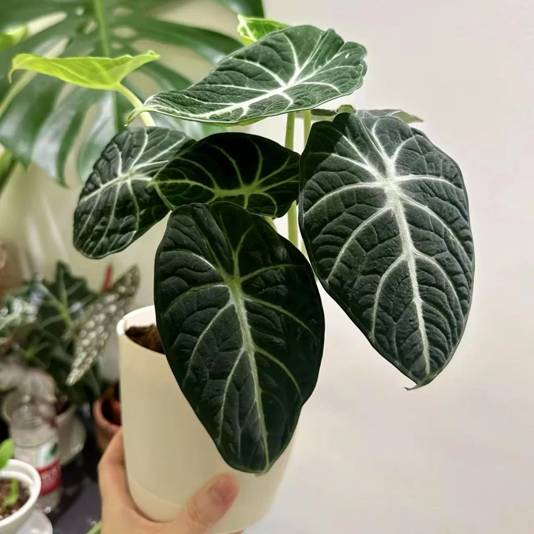 【忍者海芋】室内净化空气绿植盆栽好养适合办公桌窗台
